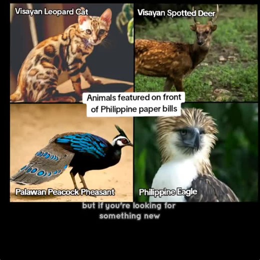 New Design of Philippine Peso Bill Explained