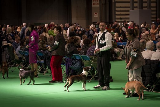 How to get tickets to Crufts 2026 including Best in Show