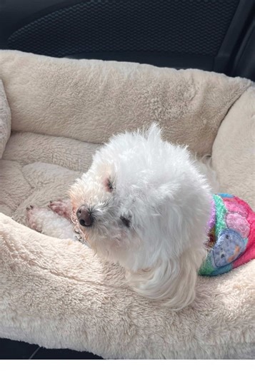 Dog and Mom: A Day of Joy and Fun Together