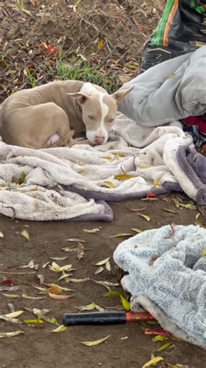 Meet Cupcake and her Sprinkles (part 1) Cupcake was rescued by Fresno Humane Animal Services in partnership with Animal Compassion Team. She is sadly one of many mama dogs, giving birth in Homeless encampments. The kind Human that was trying to care for her recognized that she needed more. We are grateful for his compassion. 💜🧡 | Animal Compassion Team of California (ACT)
