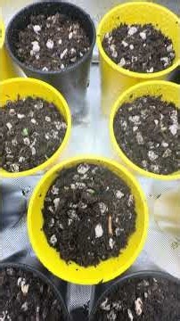 48 hours after planting in BudTrainer bud cups #budcups #buildasoil #acinfinity #seedstarting