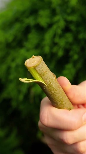 Plant Parenthood Secrets Revealed! 🌿💚 #Shorts