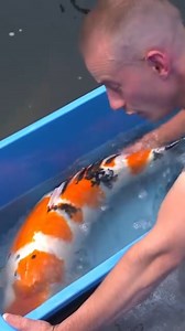 The Koi Breeding Series Continues... This Saturday 📺 #koi #fish #aquarium | Cuttlebrook Koi Farm