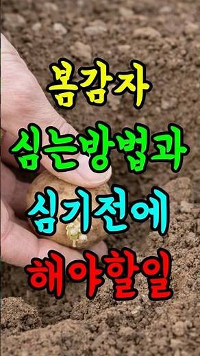 How to Plant Spring Potatoes and What to Do Before Planting! #Farming