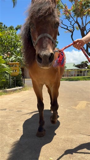 When the zoo closes unexpectedly, it gives us a special chance to take Hoku, the Keiki Zoo mini horse, on a stroll through the grounds. 🐴💙 With no crowds, Hoku can explore new sights, say hello to some animal neighbors, and enjoy a little adventure! #adventuretime #strolling #goodtimes #summer #minihorse #hoku #honoluluzoo #honolulu #hawaii | The Honolulu Zoo