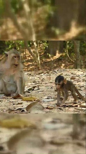 Lovely Newborn Baby Monkey - Cambodia Animals Lover #short