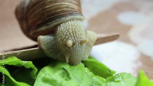 Snail eats vegetables. A garden snail that is eating fresh leaf of lettuce. Close Up of a garden snail that is eating a green salad.