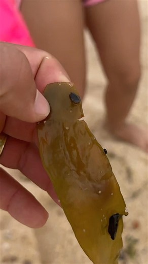 Você Já Conhecia Essa Alga? 🌊😲