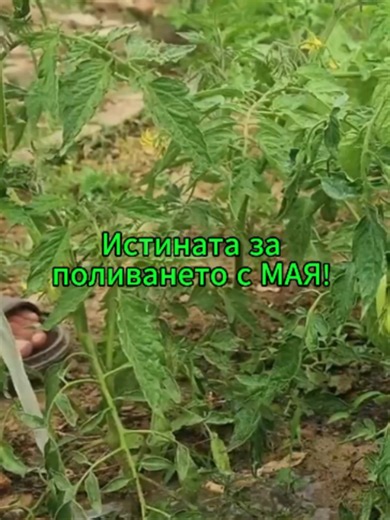 Истината за МАЯТА при доматите ТОЧНАТА РЕЦЕПТА за биостимулатор! 🍅🛑 Поливането с мая за хляб е огромен хит, но масово се пропуска как всъщност работи тя. Маята не е просто традиционен тор. Тя съдържа ценни витамини и аминокиселини, които активират полезните микроорганизми в почвата, а напръскана върху листата – действа като щит срещу мана и гъбични заболявания. 📌 ЗАПАЗЕТЕ ТОЗИ ПОСТ, за да не объркате пропорциите: 🥣 РЕЦЕПТАТА: Разтворете 10 грама суха мая и 2 супени лъжици захар в 1 литър топ