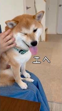 喜びの舞を踊る柴犬は【ダンスする柴犬】豆柴アオと柴犬委員会 Shiba Inu Lovers mameshiba AO & shiba inu committee #Shorts