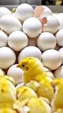 Inside a Chicken Mega Factory – Egg Incubation#factoryprocess#manufacturing#machines#shorts