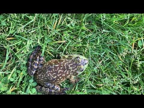 Screaming american bullfrog
