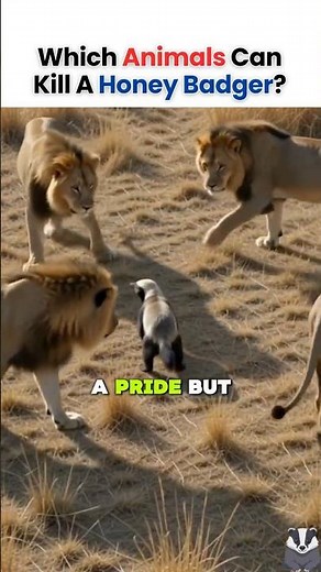 Which animals can kill a honey badger? #honeybadgerfacts