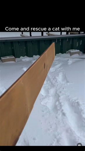 Nice Dog on Instagram: "A man rescues a cat that has become frozen to a post in a boathouse, a dangerous situation that could lead to severe injury or death if handled incorrectly.. Pulling a frozen animal free by force can tear skin and tissue, so using warm (not boiling) water applied through a towel is a safe and effective method.. The warmth gently melts the ice, allowing the cat to be freed without causing additional harm.. After rescue, providing immediate warmth, drying the animal, and of
