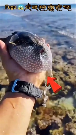 Fugu 😱 এই মাছ খেলে মৃত্যু হতে পারে! #factvideo #foryou #viralvideo