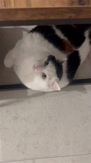 Talkative Jasmine in the Morning #catsofyoutube