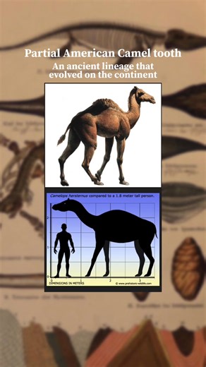 12 reactions | The ice age fossils of Texas are some of the rarest I’ve attempted to discover. This was a good day. | Fossils Explorer | Facebook