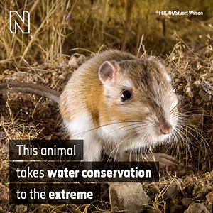 7.7K views · 123 reactions | The tiny kangaroo rat lives in very hot and arid environments, but they never need to take a single drink of water. So how do they survive? | Natural History Museum, London | Facebook