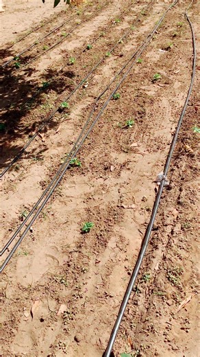 ☘️Un désherbage raisonné, c’est intervenir au bon moment, avec la bonne méthode, pour protéger la culture sans nuire au sol, à l’environnement ni à la santé. ☘️
