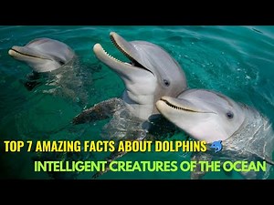 Top 7 Amazing Facts About Dolphins | Intelligent Creatures of the Ocean