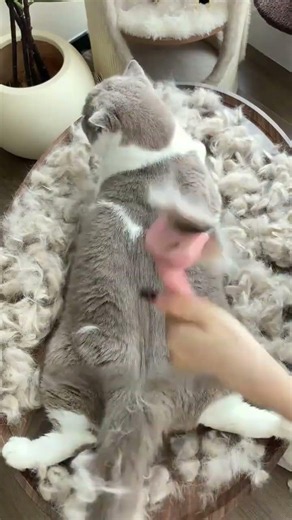 Stop Cat Shedding! How to Remove Undercoat Safely 🐱✨