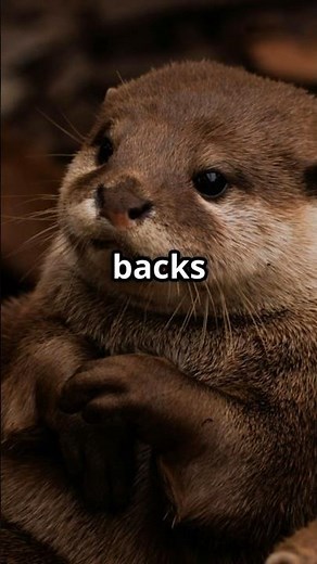 Otters: The Cutest Pet Companions!