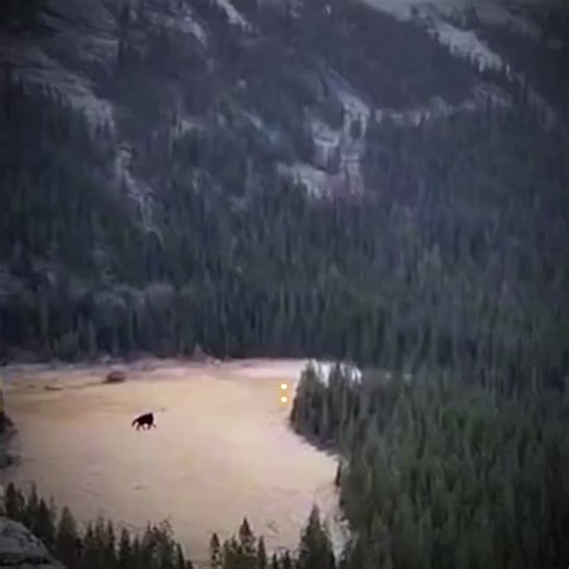 Real Centaur Footage: Unveiling Mythical Creatures