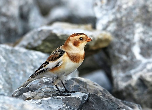 How to Identify a Snow Bunting