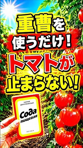 Why Use Baking Soda on Tomatoes? Keep Harvesting Buckets Full Until Autumn! Tomato Growing Hacks ...