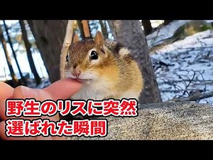 人間を信じた野生の動物たち〜奇跡の絆と母性の記録〜 #野生動物 #動物の母性 #人間と動物の絆 #野生の奇跡 #感動の実話