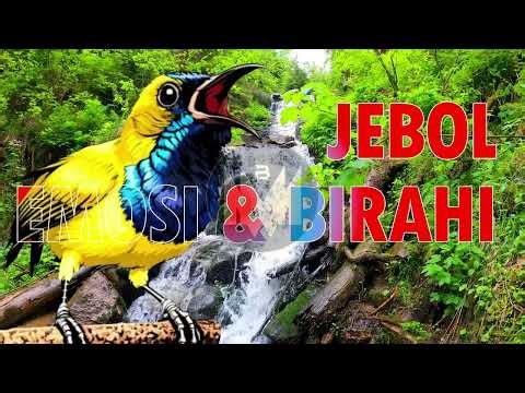 JEBOL BIRAHI NAIKAN EMOSI Terapi Sogok Ontong Penggacor Mudah Ngleper Bongkar Isian #pancingansogon