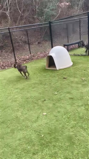 Meet Jingle (larger brindle) and Aurora (smaller) both of these older gals are ready to find their furever home! You can see by this video they get along well in the same yards and mostly just ignore eachother. They aren’t the play and tumble types, but would do well with another calm dog in the house! Jingle is around 4 years old and weighs around 45lbs. She’s a little shy, but doesn’t take much for her to come out of her shell! Aurora is around 6 years old and weighs around 30lbs. She’s a happ