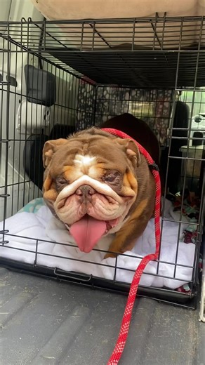 166K views · 7.6K reactions | We got this chubby fella from the...