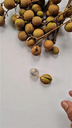 Sweetest & Juiciest Longan fruit Ever! 🤤🍒 #shorts