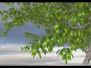 Daz Studio animated tree