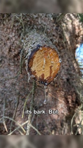 Why Chewing Gum Started as Tree Sap