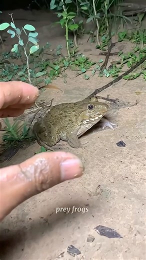 Catch big frogs funny | Try don't laugh | catching frogs make you laugh #shortsviral