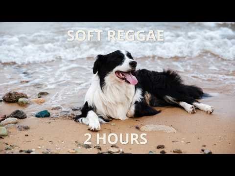 Soft Reggae for Calm Dogs | 2 Hours of Calming Music