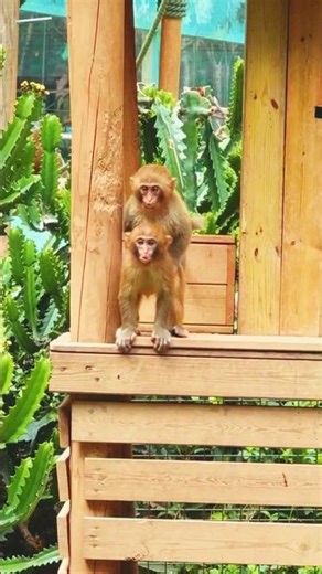 Funny Monkeys Playing Tag | Most Adorable & Hilarious Monkey Moments 🐒😂#shorts