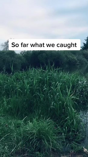 #bassfishingbasics #fypシ #fishing #fyp #xzybca #irish #irishfisherman #bream #tench #foryou #rudd #carp