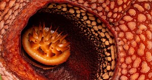Rafflesia : la fleur la plus grande (et la plus puante) du monde est en danger d'extinction