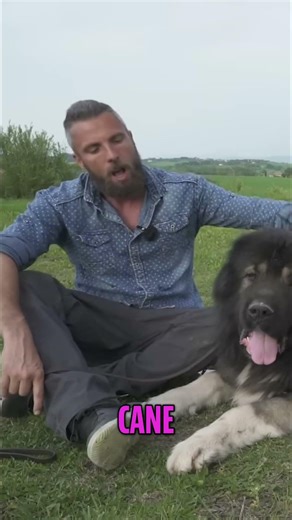 Caucasian Shepherd: Not Your First Dog! #shorts