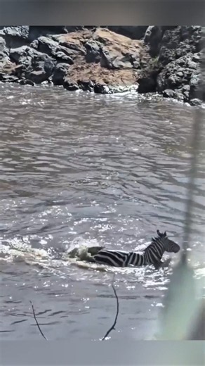 3 Zebra Crosses River, Crocodile Attack 😱 #zebra #crocodile #wildlife