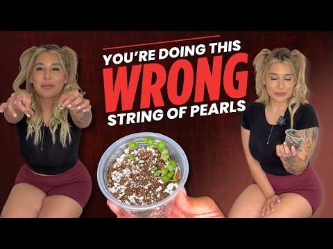 String of Pearls Repotting Guide