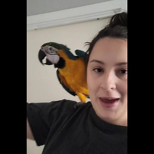 🦜💪Shoulder Perching 💪🦜 🤷‍♀️A frequently asked question during our consultations is, "Is it okay if my bird sits on my shoulder?" This query is often followed by concerns about dominance. Contrary to that common myth, birds don't perch on shoulders to assert dominance. More often, they seek the height for safety or simply to be close to their owners. Allowing your bird to sit on your shoulder is acceptable as long as you can easily cue them to hop onto your hand or a perch. This is crucial b