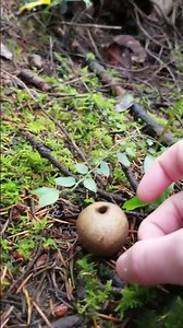 Puffball Spore Dispersal