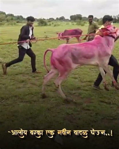 #बैलगाडा संघटना तालुका अध्यक्ष दिपकराव घोगरे पाटील यांची नवीन खरेदी #क्रांती🔥#शंभू # हिंदकेसरी बब्या