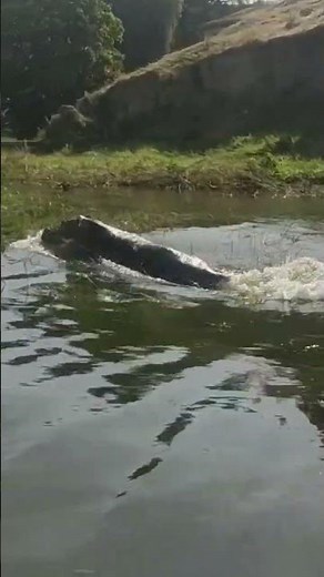 Hippopotamus running in Hawassa Lake, Ethiopia, Africa