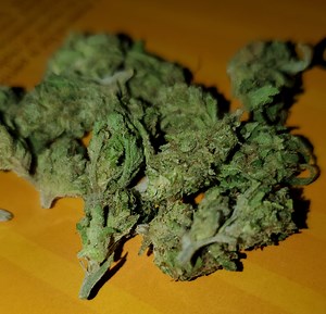 Dirty Girl | Marijuana Strain Reviews