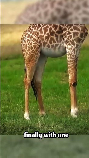“This is How Giraffes Are Born… You Won’t Believe It 😱” #wildlife